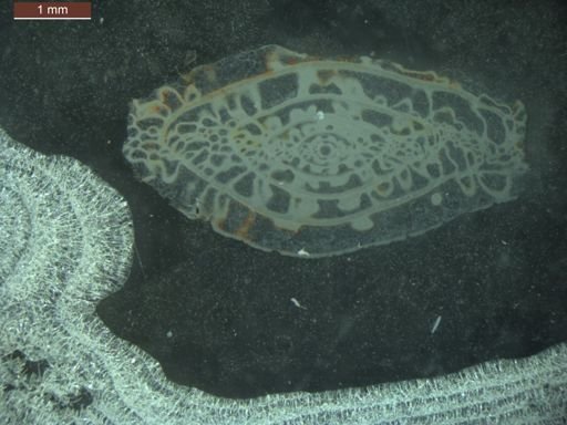 Triticites beedei