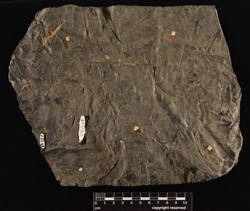 Cladophlebis sp.