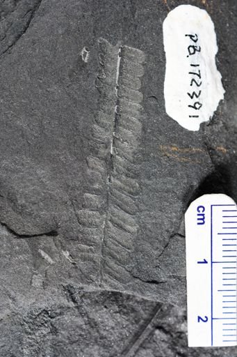 Pecopteris sp.