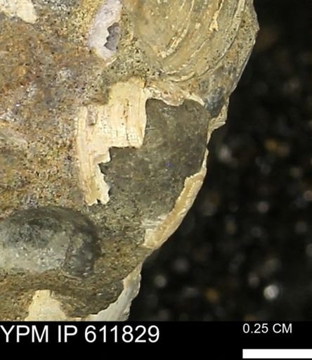 Protocardia sp.