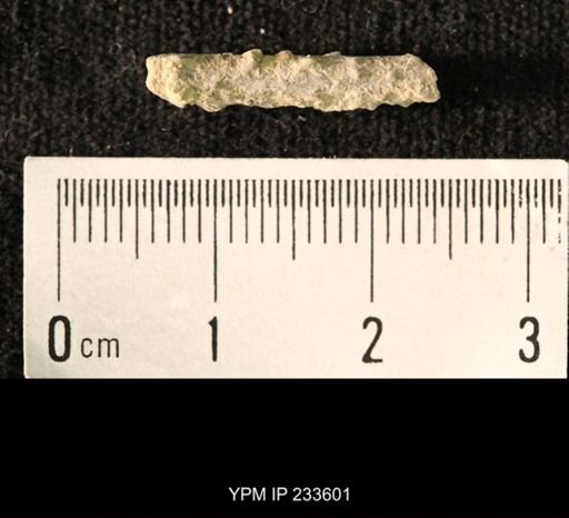 Archaeocidaris sp.