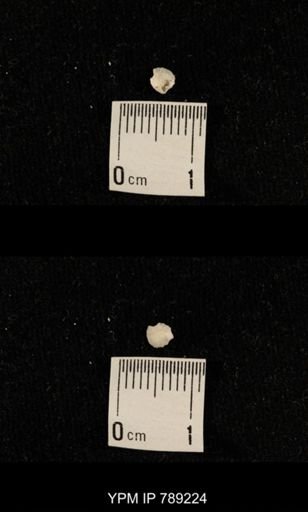undet. Brachiopoda