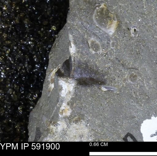 Mollusca