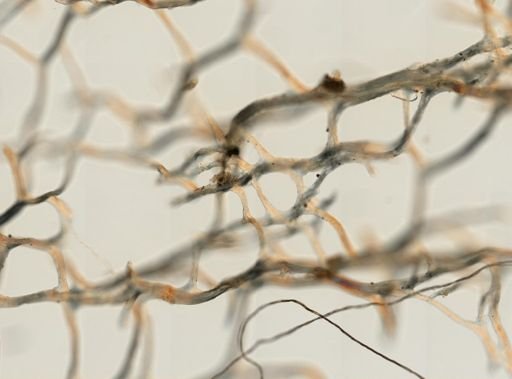 Callyspongia tenerrima
