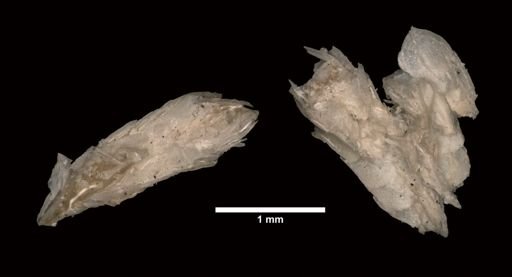 Primnoella polita