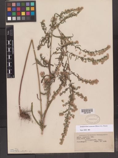 Symphyotrichum racemosum