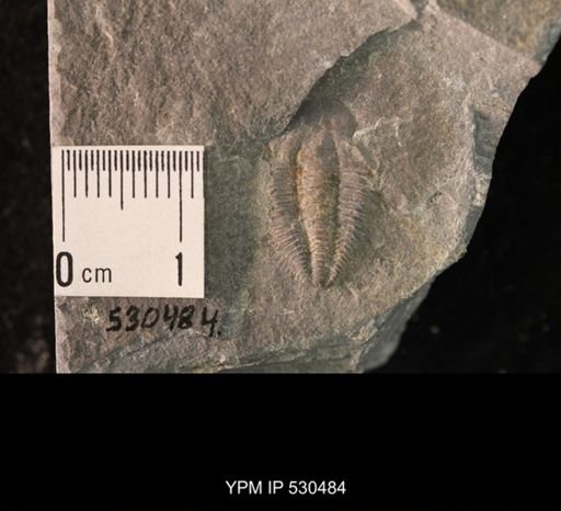 Trilobita