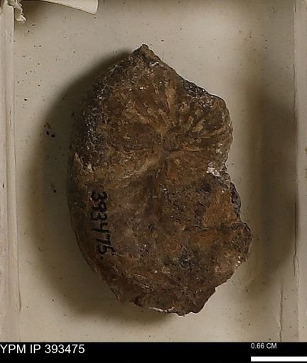 Scaphites sp.