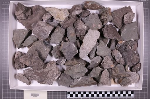 mixed taxa, stratigraphic collection