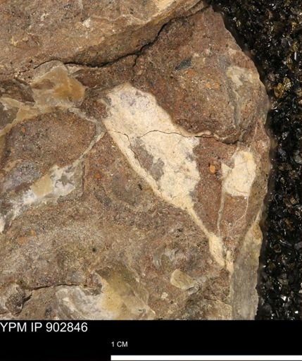 undet. Mollusca