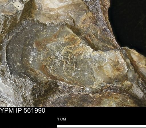 undet. Bivalvia