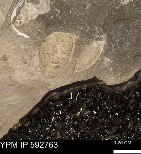 undet. Bivalvia
