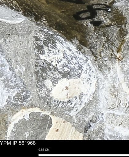 undet. Bivalvia