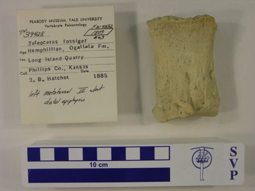 Teleoceras fossiger