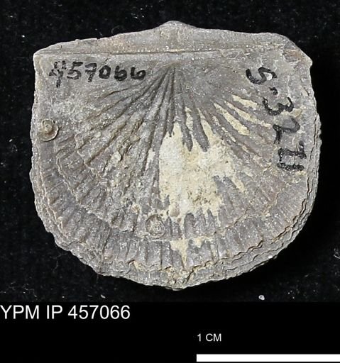 Stropheodonta sp.
