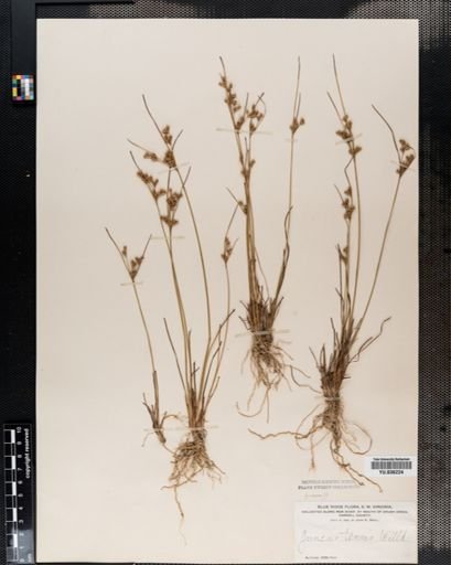 Juncus tenuis