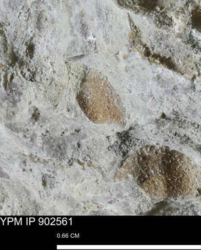 undet. Bivalvia