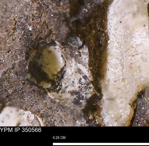 undet. Bivalvia
