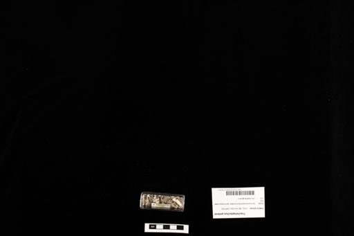 Tracheloptychus petersi