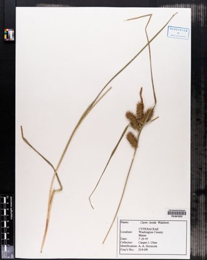 Carex lurida