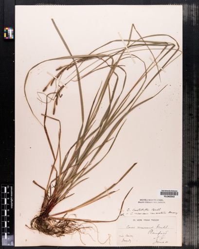 Carex virescens