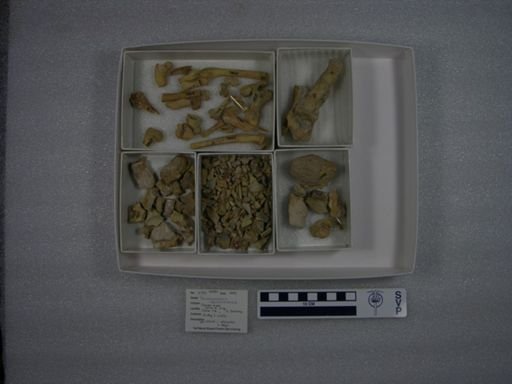Pseudocynodictis lippincottianus