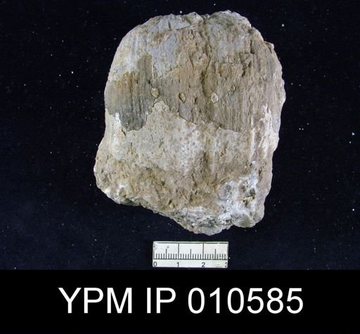 Productus ivesi