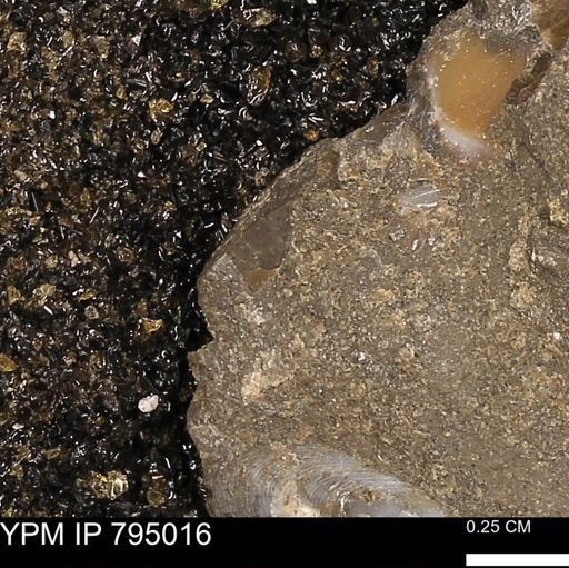 undet. Mollusca