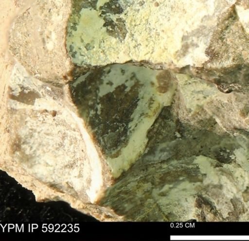 undet. Bivalvia