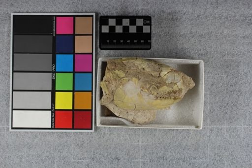 Merycoidodon gracilis