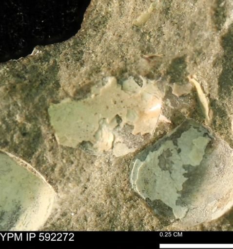 undet. Bivalvia