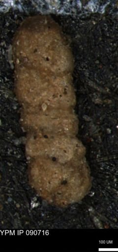 Ammobaculites euides