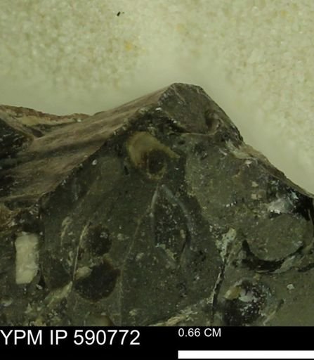 undet. Bivalvia