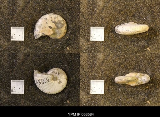 Discoscaphites conradi