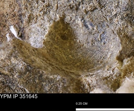 undet. Bivalvia