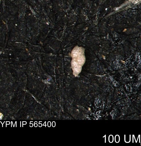 Verneuilinoides kansasensis