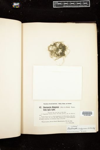 Chaetomorpha melagonium