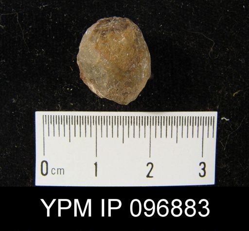Whitfieldella nitida