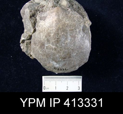 Pentamerus oblongus