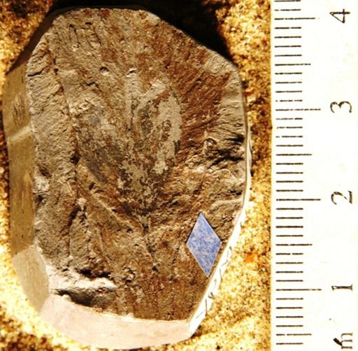 Persoonia lesquereuxii