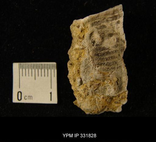 undet. Nautiloidea