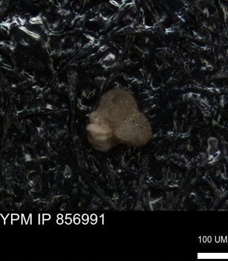 undet. Foraminiferida