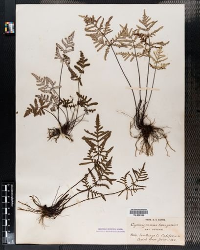 Pityrogramma
