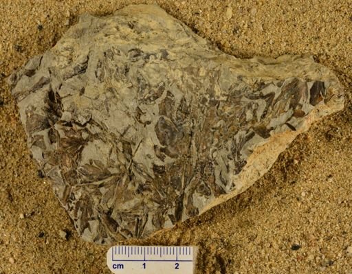 Triphyllopteris rarinervis