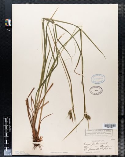 Carex pallescens