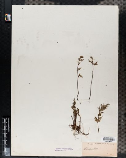 Cheilanthes