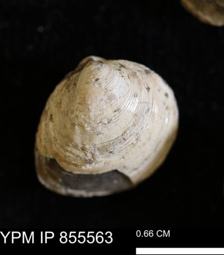 Limopsis striatopunctatus