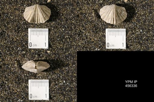Platystrophia biforata