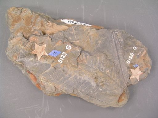 Anomozamites elegans