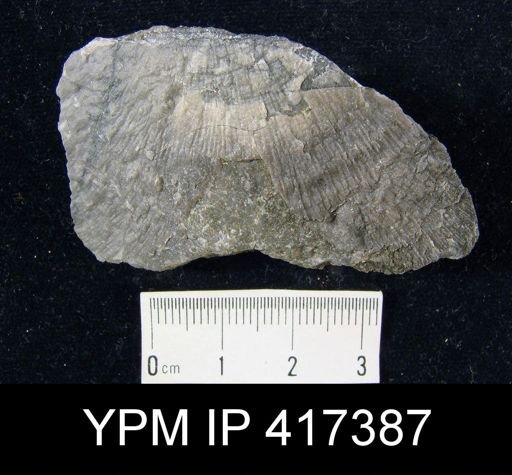 Stropheodonta beckii
